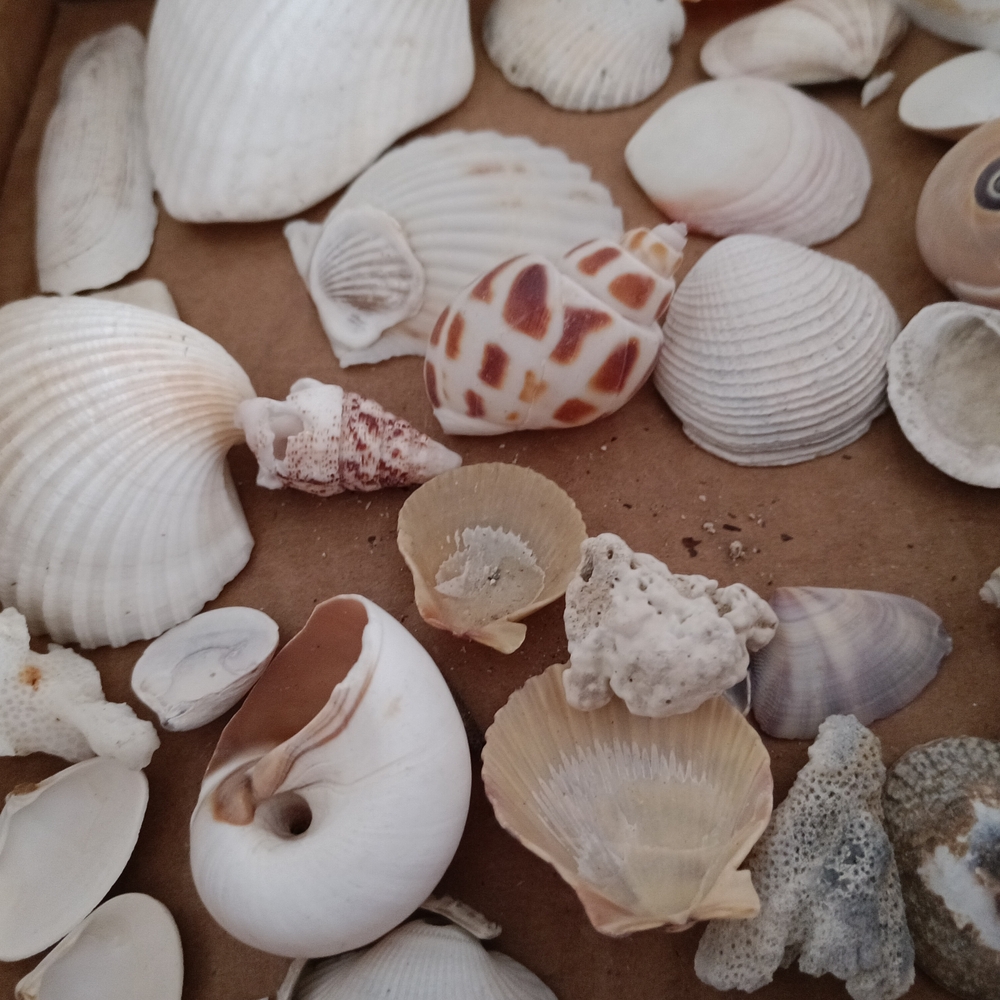 Assorted Seashell Collection - Picture 6 of 6